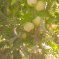 اجاره-باغ-سیب-درختی