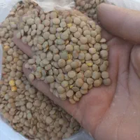 فروش عدس|عمده‌فروشی|بانه, |دیوار