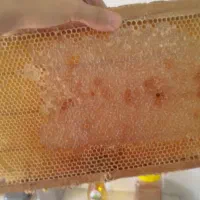 فروش عسل گون و گشنیز ساکارز پایین با کمترین قیمت|عمده‌فروشی|اصفهان, ناصرخسرو|دیوار