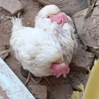 دو عدد مرغ سفید