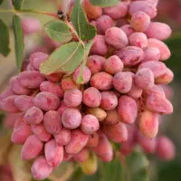 باغ پسته فروشی