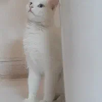 فروش گربه