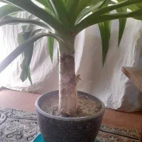 گل عنکبوتی