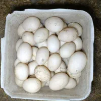 تخم نطفه دار اردک اسرائیلی|حیوانات مزرعه|سیجوال, |دیوار