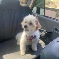 سگ شیتزو‌تریر|سگ|ساری, |دیوار