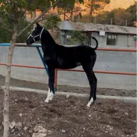 کره نریان دوسر تایید یک