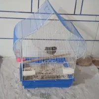 مرغ مینا نر سخنگو|پرنده|خمینی‌شهر, |دیوار