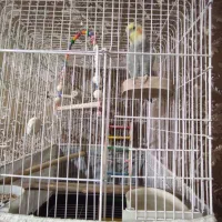 عروس هلندی|پرنده|محمدشهر, محمدشهر|دیوار