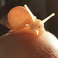 حلزون آچاتینا آلبینو|خزنده|همدان, |دیوار