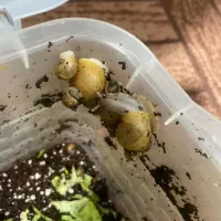 حلزون آلبینو|خزنده|بوشهر, |دیوار