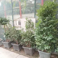نیلوفر ارغوان مرداب نخل باغبانی نهال درخت گل فروشی|گل و گیاه طبیعی|تهران, کامرانیه|دیوار