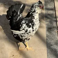 مرغ و خروس گلین|حیوانات مزرعه|ماهدشت, |دیوار