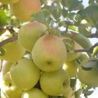 باغ شهری 1375متر  با دیوار وآب