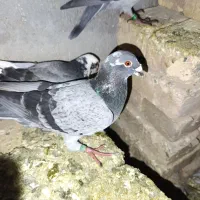 کبوتر پلاکی