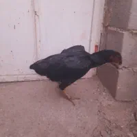 مرغ|حیوانات مزرعه|میناب, |دیوار