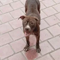 واگذاری پیت بول ماده