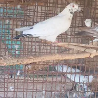 کفتر پرشی زینتی