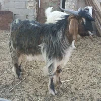 کهره نر