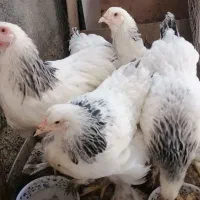 مرغ برهما لایت