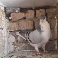 ساده یا چادری نر|پرنده|بومهن, |دیوار