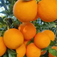 تامسون یکدست ابدار خوشمزه