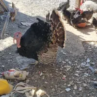 خروس سیاه مرندی و بوقلمون برنز|حیوانات مزرعه|بیرجند, |دیوار