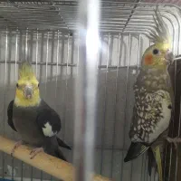 طوطی عروس نروماده|پرنده|الوند, |دیوار