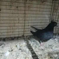 دم سفید کفتر