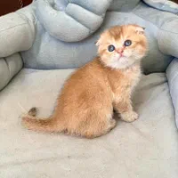 بهشت عاشقان گربه/ میوهاپ، بهترین مرکز فروش گربه‌ها|گربه|اصفهان, جلفا|دیوار