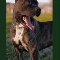 کن کورسو سگ گارد|سگ|محمدشهر, همایون ویلا|دیوار