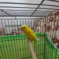 مرغ عشق|پرنده|یزد, |دیوار