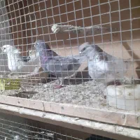 ۳ عدد کبوتر پرشی ۲ ماده یه نر