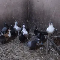 کفتر هوایی تبعیدی نروماده