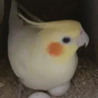 ط و ط ی ع روس|پرنده|سبزوار, کهنه آب|دیوار