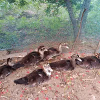 اردک اسرائیلی گوشتی