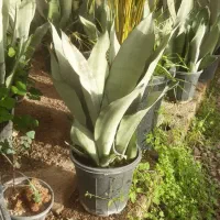 گل و گیاه|گل و گیاه طبیعی|کرج, اصفهانی‌ها|دیوار