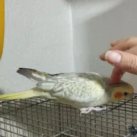 عروس هلندی 6ماهه