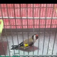 سلام یک عدد سهر بفروش میرسد