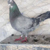 کبوتر هوایی