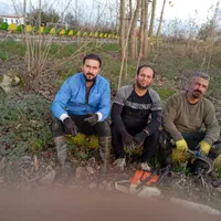 خرید انواع چوب صنوبر وجنگلی|خدمات باغبانی و درختکاری|لنگرود, |دیوار