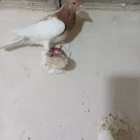 3کبوتر دورگ و رنگی|پرنده|شوشتر, |دیوار
