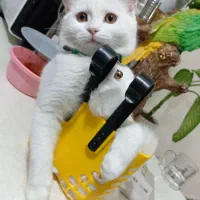 واگذاری گربه اسکاتیش