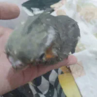 جوجه   عروس   هلندی  سرلایک|پرنده|کرج, حیدرآباد|دیوار