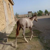 کره اسب ترکمن 7ماهه ماده