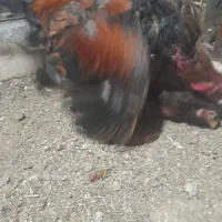 مرغ و خروس لاری|حیوانات مزرعه|نوشین شهر, |دیوار