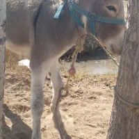 خر ر