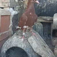 جوجه میناسرخ کاکل|پرنده|زاهدان, |دیوار