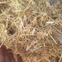 گاه بفروش می رسد|حیوانات مزرعه|شوط, |دیوار