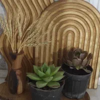 گلدانهای مینیمال فانتزی ساکولنت|گل و گیاه طبیعی|کرج, فاز ۳ مهرشهر|دیوار