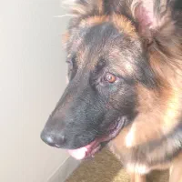 فروش سگ ژرمن شپرد